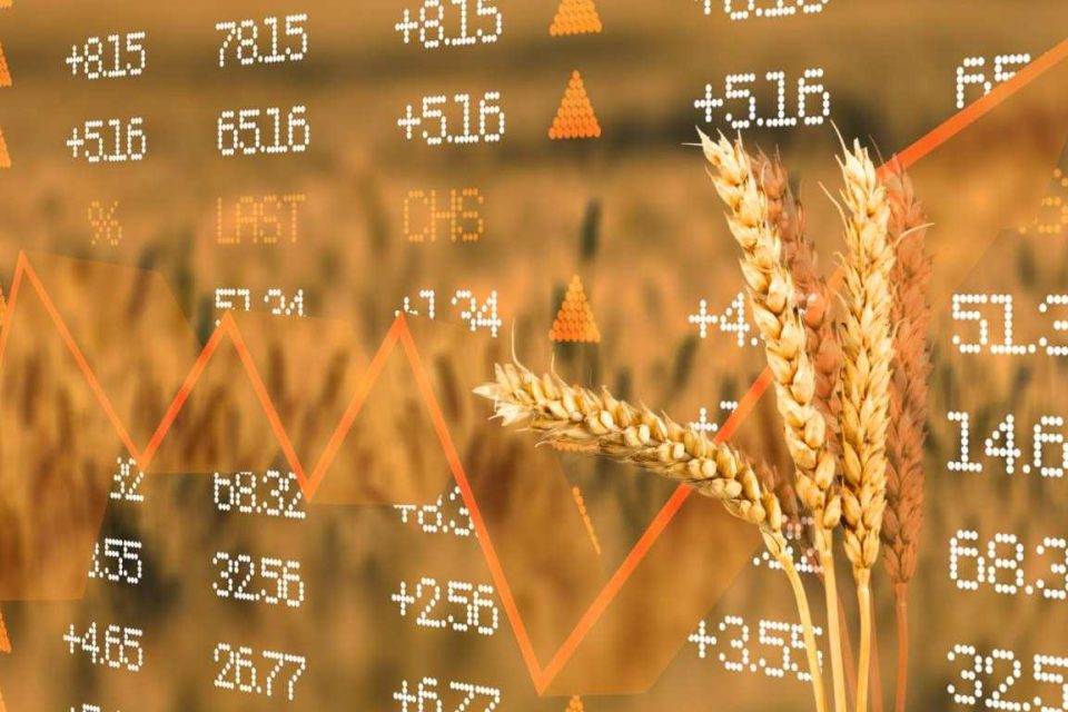 Grano: Coldiretti Puglia celebra i nuovi dazi sul frumento russo, una misura vitale per le aziende agricole locali. Scopri come questi dazi protegger