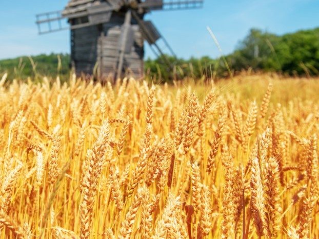 La siccità accelera la mietitura del grano a Foggia: raccolto dimezzato