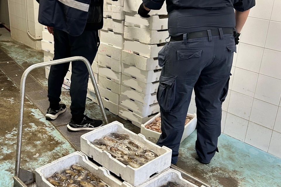 Controlli Manfredonia: chiuso locale e sequestrati 270 chili di pesce