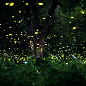 Tutela delle lucciole nel Bosco di Sant'Antuono: WWF intensifica le azioni