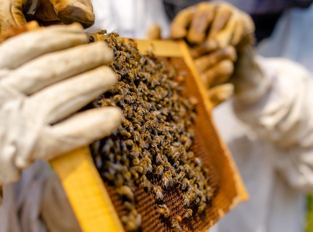 Produzione di miele azzerata: crisi nera per l’apicoltura in Puglia