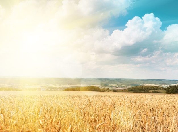 Lavoro agricolo: vietato sotto il sole nelle ore più calde in Puglia e Basilicata