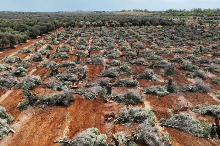 Torre Guaceto: il Consorzio denuncia l'eradicazione degli Ulivi