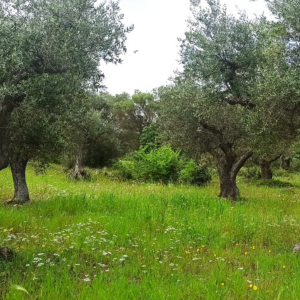 La Puglia sempre più richiesta dagli investitori stranieri