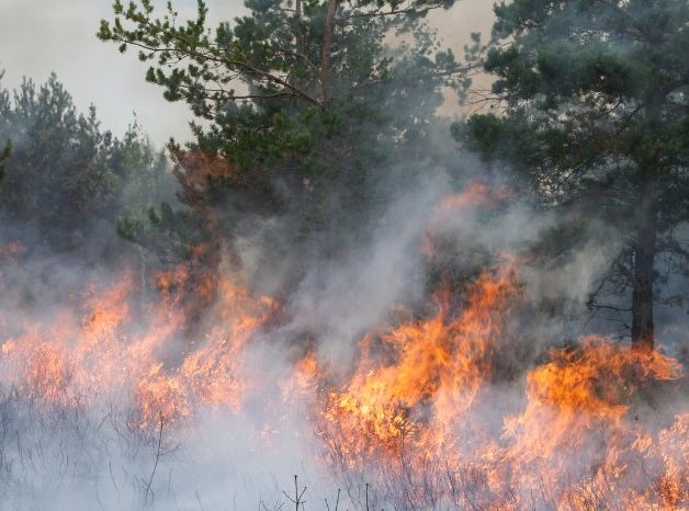 Incendi devastanti: oltre 2.200 ettari bruciati in Puglia