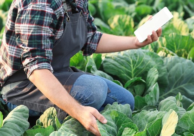 Fondi ISMEA per donne e giovani: opportunità in Puglia