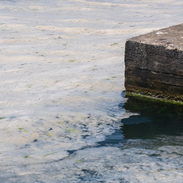 allarme mucillagine in Adriatico