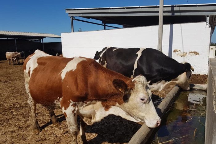 Monte Sant’Angelo, allevamenti a secco: l'acqua arriva con le autobotti