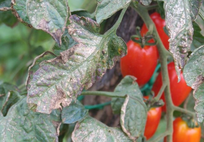 Primi aiuti per la peronospora nei vigneti pugliesi