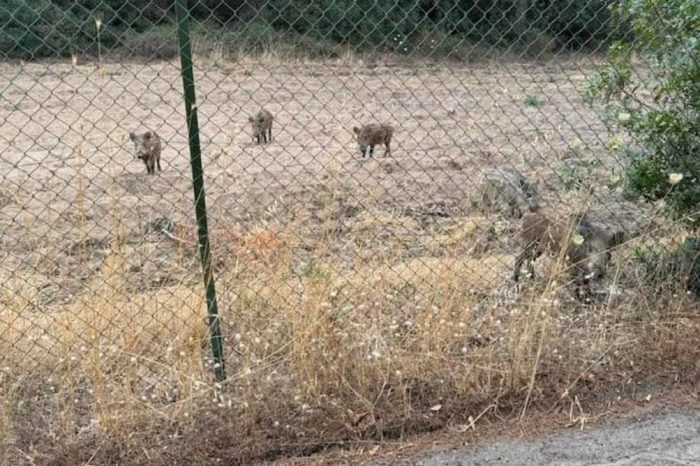 Raid di cinghiali, emergenza infinita nel Tarantino