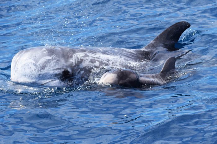 Golfo di Taranto: la culla dei delfini rari