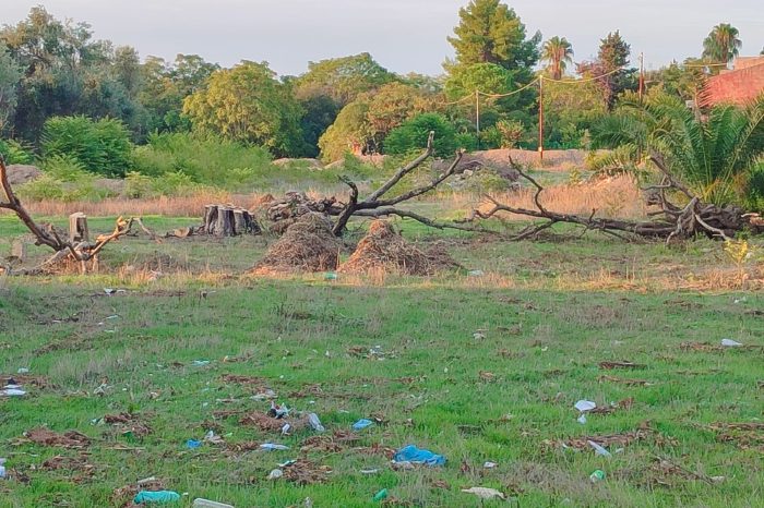 80 alberi tagliati a Taranto: sospetti di irregolarità nel progetto BRT