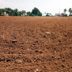 In Puglia cresce il valore dei terreni agricoli