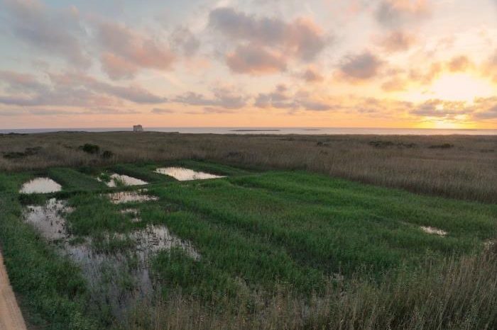 Biodiversità in crescita a Torre Guaceto grazie alla nuova zona umida