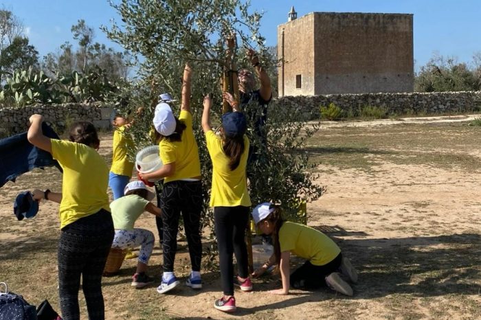 Studenti in campo per la raccolta delle olive nel Salento