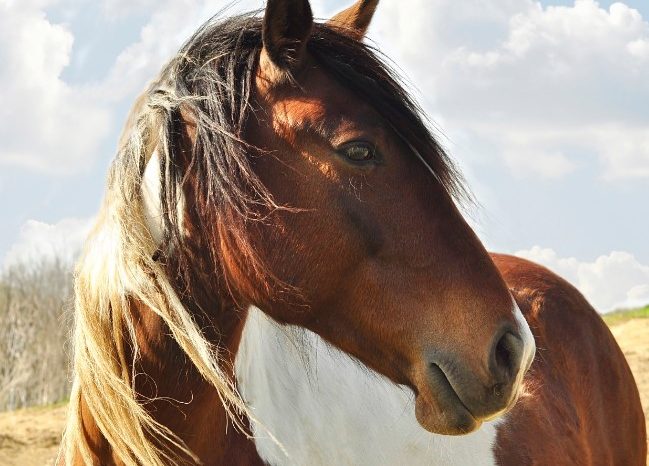 Passione equestre in Puglia: 20mila cavalli tra sport e natura