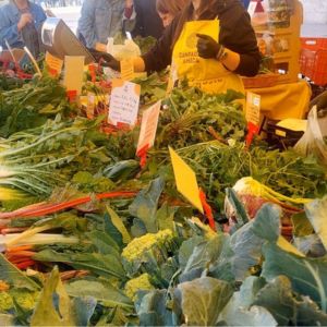 Agricoltura pugliese in crisi: verdure estive e invernali in contemporanea