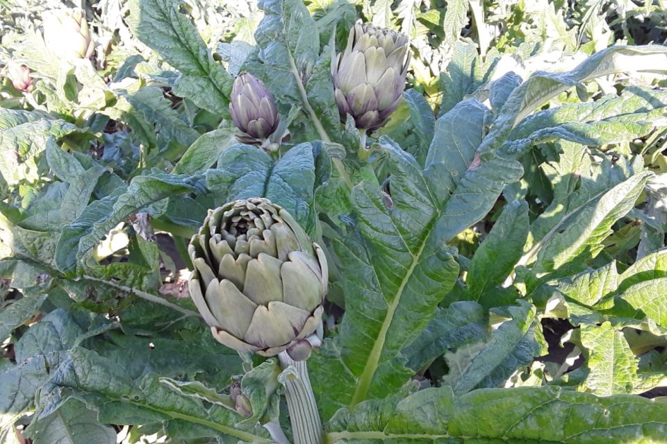 Puglia, Coldiretti denuncia: il prezzo dei carciofi quintuplicato dal campo alla tavola