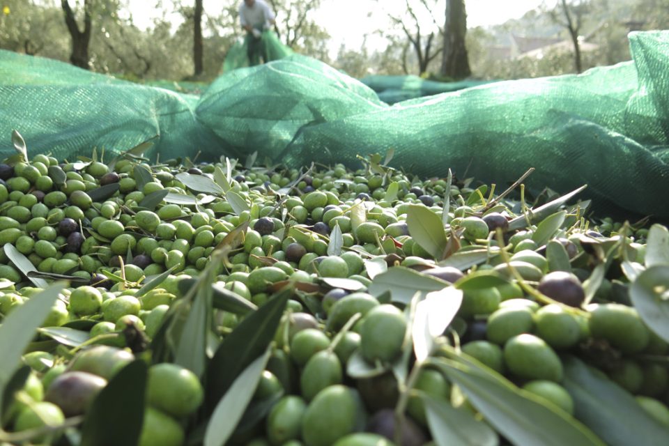 Olio pugliese d’eccellenza protagonista a Leonexpo 2025